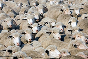 Flock of sheep on a ranch in Northern Montana Flock of sheep on a ranch in Northern Montana