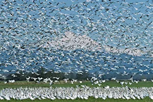 A flock of Snow Geese erupts into flight on the Skagit River Delta with glacier covered A flock of Snow Geese erupts into flight on the Skagit River Delta with glacier covered