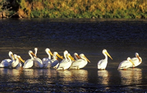 Flock of white pelicans bask in the morning sun on the Madison River in Montana Flock of white pelicans bask in the morning sun on the Madison River in Montana