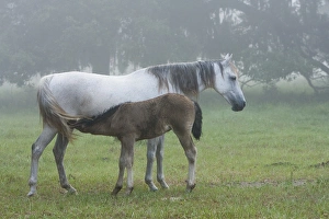 Florida Cracker colt nursing off mare on a foggy morning Equus caballus Florida Cracker colt nursing off mare on a foggy morning Equus caballus