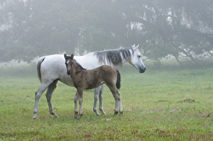 Florida Cracker mare and colt on a foggy morning Equus caballus Bushnell, FL Florida Cracker mare and colt on a foggy morning Equus caballus Bushnell, FL