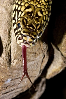 Florida Kingsnake (Lampropeltis getula floridana) is a non-venomous snake that preys Florida Kingsnake (Lampropeltis getula floridana) is a non-venomous snake that preys
