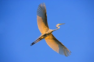 Florida, St. Augustine. Great egret in flight at sunset. Credit as: Jim Zuckerman Florida, St. Augustine. Great egret in flight at sunset. Credit as: Jim Zuckerman
