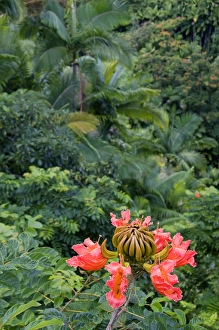 The flower of an African Tulip Tree in a tropical rainforest near Hilo on the Big The flower of an African Tulip Tree in a tropical rainforest near Hilo on the Big