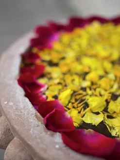 Flower petals floating on water surface in Udaipur, Rajasthan, India Flower petals floating on water surface in Udaipur, Rajasthan, India