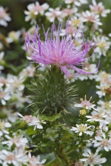 Flowering Bull Thistle, Cirsium vulgare, Wisconsin Flowering Bull Thistle, Cirsium vulgare, Wisconsin