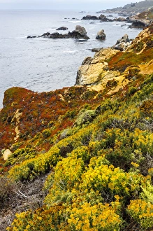 Flowering coastline. Garrapata State Park, Big Sur, California, US Flowering coastline. Garrapata State Park, Big Sur, California, US