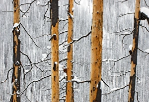 Forest fire remains, Kootenay National Park, British Columbia, Rocky Mountains Forest fire remains, Kootenay National Park, British Columbia, Rocky Mountains