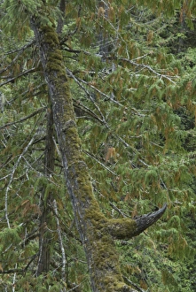 Forest, Little Qualicum Falls Provincial Park, Vancouver Island, British Columbia Forest, Little Qualicum Falls Provincial Park, Vancouver Island, British Columbia