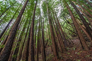 Forest Scene in Muir Woods State Park, Mill Valley, CA Forest Scene in Muir Woods State Park, Mill Valley, CA