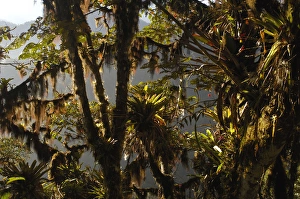 Forest vegetation in the Western Slope of the Andes Cloud Forest. Mindo Cloud Forest Forest vegetation in the Western Slope of the Andes Cloud Forest. Mindo Cloud Forest