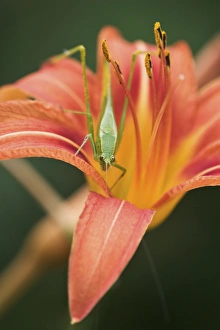 Fork-tailed Bush Katydid on hybrid daylily, Scudderia furcata Fork-tailed Fork-tailed Bush Katydid on hybrid daylily, Scudderia furcata Fork-tailed