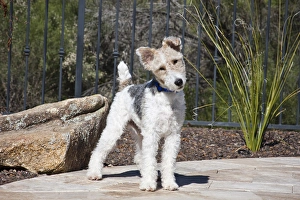 A Fox Terrier puppy standing on a patio next to a rock A Fox Terrier puppy standing on a patio next to a rock