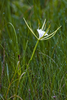 The fragrant alligator lily, Hymenocallis palmeri, is a perennial flower found in open wetlands The fragrant alligator lily, Hymenocallis palmeri, is a perennial flower found in open wetlands