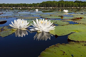 Fragrant water lilies on Caddo Lake, Texas in May Fragrant water lilies on Caddo Lake, Texas in May