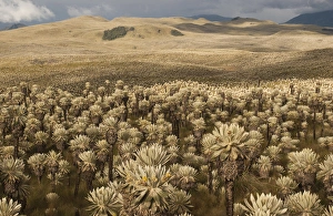 Frailejones, Espeletia pycnophylla (Tall plants) Espeletia sp Frailejones, Espeletia pycnophylla (Tall plants) Espeletia sp