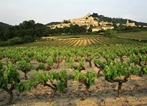 France, Bonnieux, Vaucluse, Luberon, View of Provence vineyard France, Bonnieux, Vaucluse, Luberon, View of Provence vineyard