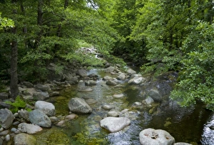 France, Corsica. Stream and forest at mouth of Gorges du Tavignano (Tavignao Gorge) near Corte France, Corsica. Stream and forest at mouth of Gorges du Tavignano (Tavignao Gorge) near Corte