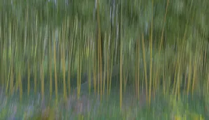 France, Giverny. Abstract of bamboo forest in Monet's Garden France, Giverny. Abstract of bamboo forest in Monet's Garden