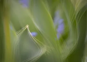 France, Giverny. Abstract of green leaves. Credit as: Wendy Kaveney / Jaynes Gallery / France, Giverny. Abstract of green leaves. Credit as: Wendy Kaveney / Jaynes Gallery /