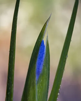 France, Giverny. Close-up of emerging purple iris. Credit as France, Giverny. Close-up of emerging purple iris. Credit as