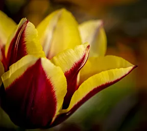 France, Giverny. Close-up orange and yellow tulip petals France, Giverny. Close-up orange and yellow tulip petals