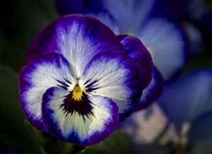 France, Giverny. Close-up of purple pansies. Credit as: Wendy Kaveney / Jaynes Gallery / France, Giverny. Close-up of purple pansies. Credit as: Wendy Kaveney / Jaynes Gallery /