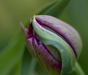 France, Giverny. Close-up of purple tulip bud. Credit as France, Giverny. Close-up of purple tulip bud. Credit as