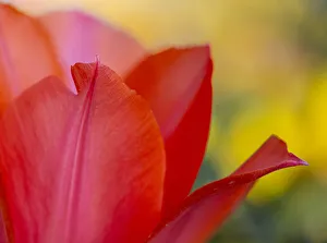 France, Giverny. Close-up of red tulip petals. Credit as France, Giverny. Close-up of red tulip petals. Credit as