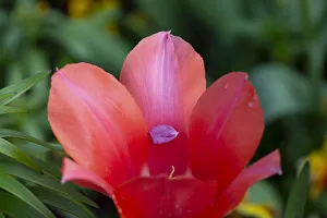 France, Giverny. Close-up of tiny petal inside a red tulip France, Giverny. Close-up of tiny petal inside a red tulip