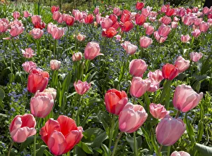 France, Giverny. Pink and red backlit tulips in Monet's Garden France, Giverny. Pink and red backlit tulips in Monet's Garden