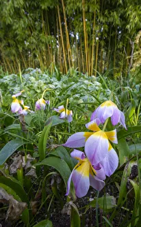 France, Giverny. Spring flowers and bamboo forest in Monet's Garden France, Giverny. Spring flowers and bamboo forest in Monet's Garden