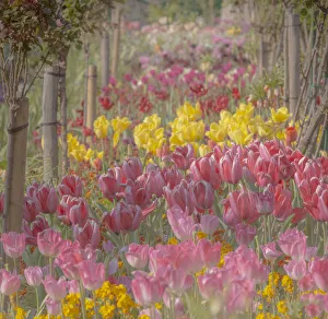 France, Giverny. Tulips in Monet's Garden. Credit as France, Giverny. Tulips in Monet's Garden. Credit as