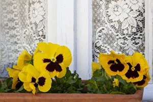 France, Giverny. Yellow pansies and lace curtain. Credit as France, Giverny. Yellow pansies and lace curtain. Credit as