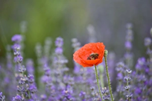France, Provence. Lone poppy in field of lavender France, Provence. Lone poppy in field of lavender