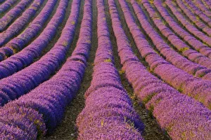 France, Provence Region. Orderly rows of lavender. Credit as: Jim Zuckerman / Jaynes France, Provence Region. Orderly rows of lavender. Credit as: Jim Zuckerman / Jaynes