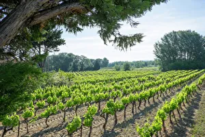 France, St. Remy, countryside vineyards. Luberon France, St. Remy, countryside vineyards. Luberon