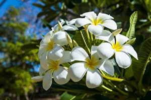 Frangipani (Plumeria) Saipan, Northern Marianas, Central Pacific Frangipani (Plumeria) Saipan, Northern Marianas, Central Pacific
