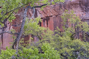 Fremont cottonwoods and pink cliffs, Zion National Park, Utah, USA Fremont cottonwoods and pink cliffs, Zion National Park, Utah, USA