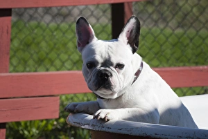 A French Bulldog coming out of an old bathtub placed outdoors A French Bulldog coming out of an old bathtub placed outdoors