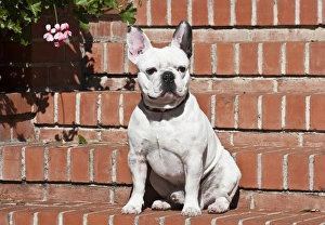 A French Bulldog sitting on a red brick stairway A French Bulldog sitting on a red brick stairway
