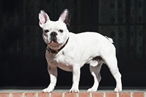 A French Bulldog standing on a red brick patio A French Bulldog standing on a red brick patio