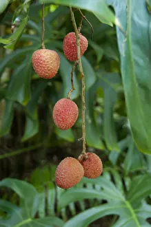 French Overseas territory, Reunion Island French Overseas territory, Reunion Island