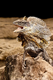 Frilled Lizard, Chalamydosaurus kingii, Native to New Guinea Frilled Lizard, Chalamydosaurus kingii, Native to New Guinea