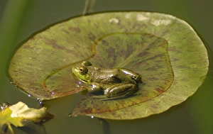 Frog on a lilly pad at a pond in Amador county, California Frog on a lilly pad at a pond in Amador county, California