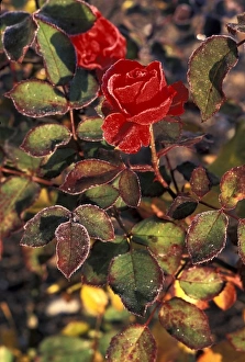 Cold Weather Flowers Prints: Frost covered rose