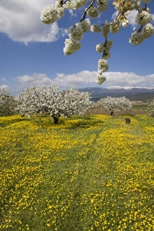 Fruit blossoms, snow capped Mont Ventoux, Vaucluse, Provence, France Fruit blossoms, snow capped Mont Ventoux, Vaucluse, Provence, France