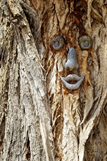 Funny face on a tree trunk, Gallup, New Mexico, USA Funny face on a tree trunk, Gallup, New Mexico, USA
