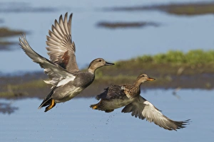 Duck Species Identification Prints: Gadwall Ducks Taking Flight
