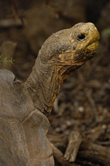 Galapagos Giant Tortoise - Saddleback form female (Geochelone elephantophus hoodensis) Galapagos Giant Tortoise - Saddleback form female (Geochelone elephantophus hoodensis)